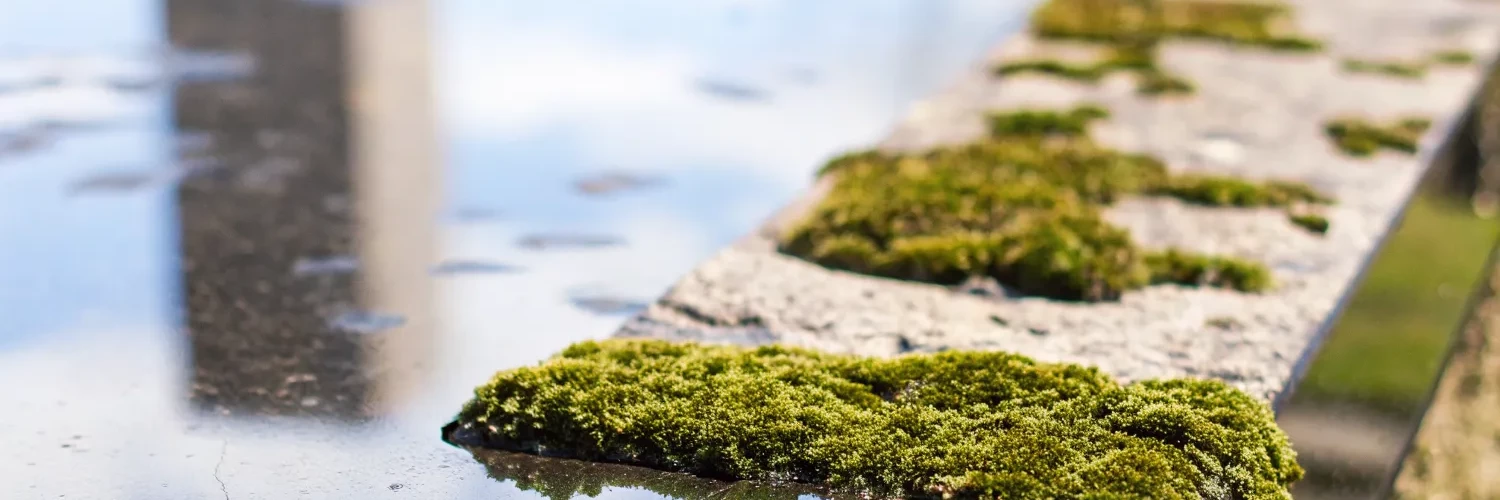Как очистить памятник от мха и зелени: полезные советы